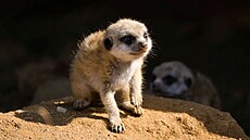 Surikatí troj�ata se v jihlavské zoo narodila na konci �ervence, p�esto u� jsou...