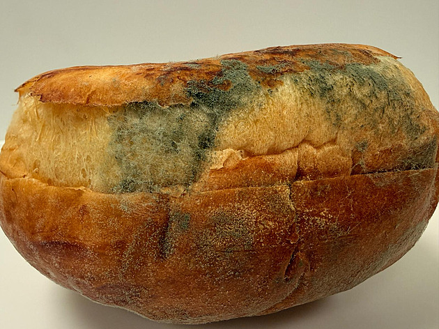 Point Your Phone: App Can Detect Food Mold, Expiry Dates and Coins