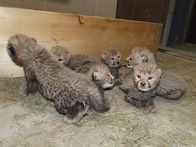 Malým gepardům se v Zoo Olomouc daří