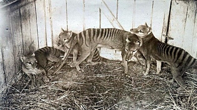 Vakovlci se chovali tak� v zoologick�ch zahrad�ch. Z�chrana druhu ale p�i�la p��li� pozd� a posledn� zn�m� jedinec uhynul v roce 1936.