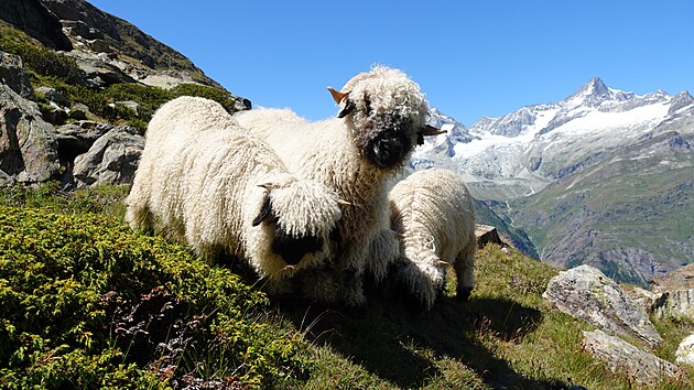 Ka�doro�n� druh� v�kend v z��� se ve sv�tozn�m� horsk� osad� Zermatt v kantonu Wallis na jihov�chod� �v�carska kon� volba t� nejhez�� z nejhez��ch.