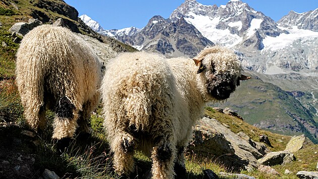 Ka�doro�n� druhý víkend v zá�í se ve sv�toznámé horské osad� Zermatt v kantonu...