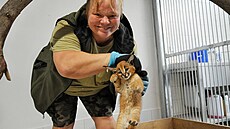V dÄ�Ä��­nsk�© zoo se v l�©tÄ� narodila mláÄ�ata tř�­ druhů koÄ�kovitých šelem