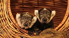 Festival sme�ky ovládne Zoo Brno. Propojí se zví�ata, p�íroda i zábava