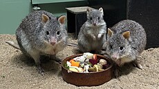 Festival sme�ky ovládne Zoo Brno. Propojí se zví�ata, p�íroda i zábava