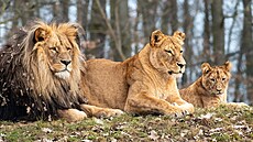 Festival sme�ky ovládne Zoo Brno. Propojí se zví�ata, p�íroda i zábava