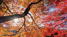 Nejlep�í zam�stnanecké benefity pro podzim