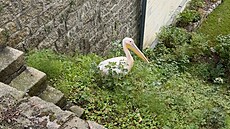 Pelikán opustil zoo a usadil se v nedaleké zahrad�. (2. zá�í 2026)