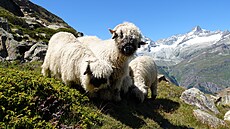 Ka�doro�n� druhý víkend v zá�í se ve sv�toznámé horské osad� Zermatt v kantonu...