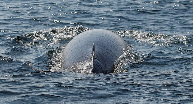Island chce znovu projednat zákaz lovu velryb, rybáři se ale nebojí
