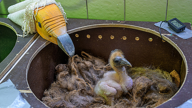 V pražské zoo se vylíhlo mládě supa mrchožravého. Pak ho odchovala jiná samice