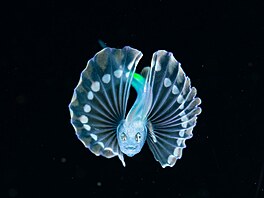 Larva bezo�ky ch�dovité (Bathypterois grallator), neformáln� známá jako...