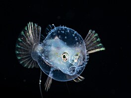 Ch�estivec skvrnoploutvý (Halieutichthys aculeatus) je dosti zvlá�tní tvor....