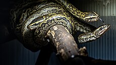 V zoo Dvůr Králov�© se poprv�© vyl�­hly krajty p�­smenkov�©, nejvÄ�tš�­ hadi Afriky