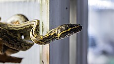 Mlá�ata krajty písmenkové se vylíhla v Safari Parku ve Dvo�e Králové nad Labem....