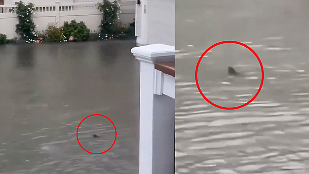 Po bouřce se před domem v New Jersey objevil žralok. Plaval zaplavenou ulicí