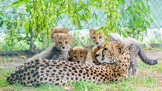Zoo Praha, gepard, Zoo Praha, ml��ata, kot�