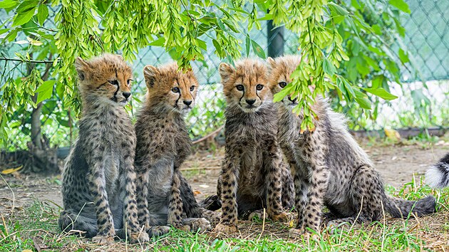 Zoo Praha, gepard, Zoo Praha, ml��ata, kot�