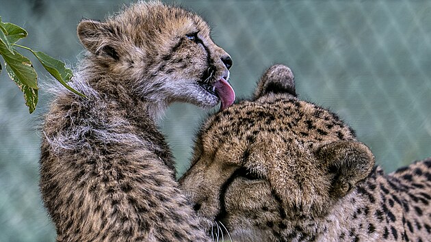 Gepard� p��e. Vpravo matka, vlevo potomek.