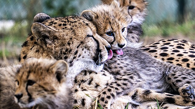 Gepard� matka se sv�mi p�ti  potomky v Zoo Praha
