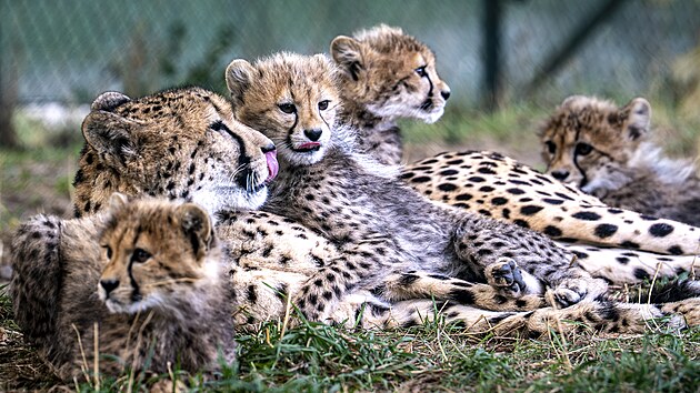 I m�ma gepardice se st�v� sou��st� her gepard�ch v�rostk�. Spole�n� um� i odpo��vat.
