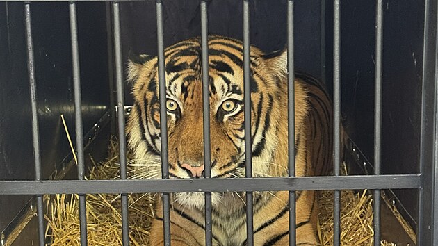 Zoo Brno m� nov�ho tygra sumatersk�ho, dorazil z n�meck� Zoo Krefeld. Zat�m si zvyk�, n�v�t�vn�ci jej uvid� a� v n�sleduj�c�ch dnech. (26. z��� 2026)