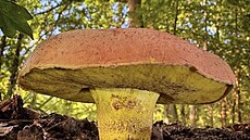 H�ib s výrazn� �lutým t�en�m a sv�tle zbarveným kloboukem m��e na první pohled...
