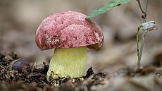 H�ib královský poznáte podle r��ového a� r��ovo�erveného klobouku a �lutého...