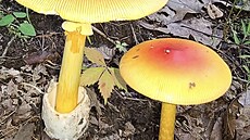 Nápadn� oran�ový klobouk, �luté lupeny a t�e� s prstenem. Muchom�rka císa�ka...