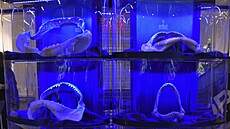 Kdy� se �ekne �ralok, lidem se obvykle vybaví krom� trojúhelníkové ploutve nad...