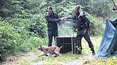 Samice Lotta p�i vypou�t�ní do volné p�írody Kru�ných hor (2026)