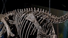 Dinosauria Museum Prague slaví p�t let. Náv�t�vník�m poprvé p�edstaví novou...
