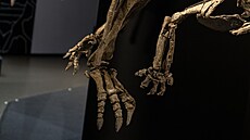 Dinosauria Museum Prague slaví p�t let. Náv�t�vník�m poprvé p�edstaví novou...