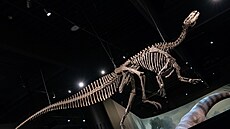 Dinosauria Museum Prague slaví p�t let. Náv�t�vník�m poprvé p�edstaví novou...