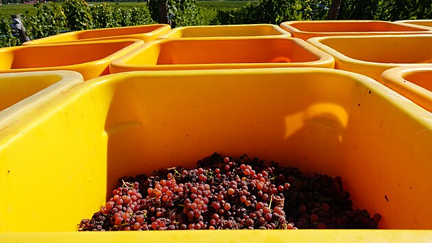 Za n�v�t�vu stoj� Alsasko hlavn� na podzim b�hem vinobran�.