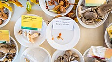 Letošn�­ houbařská sezona na VysoÄ�inÄ� byla kvůli suchu nejslabš�­ za řadu let