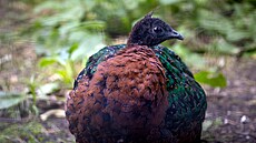 Zoo Dvůr Králov�© z�­skala samici vzácn�©ho páva konžsk�©ho, vÄ�ř�­ v mláÄ�ata