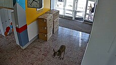 Srnec uvízl v gymnáziu, zachránili ho myslivci