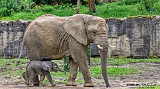 Slonice Kala s mlád�tem Zyqarrim pat�ili k nejv�t�ím atrakcím zlínské zoo....