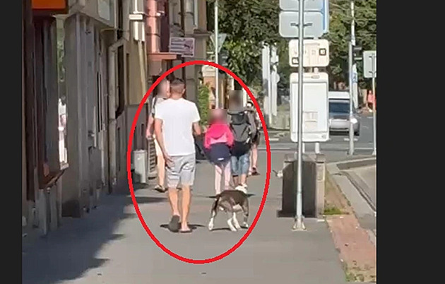 Vpustil psa na cizí dvorek a poštval ho na králíka, ten útok nepřežil