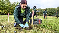 V Ä�esk�©m středohoř�­ vysadili př�­rodovÄ�dci vzácný zvonkovec