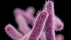 Bakterie Shigella pat�í k nej�ast�j�ím bakteriálním p�vodc�m pr�jmových...