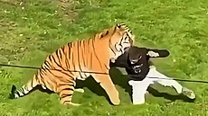 Mu� vlezl k tygrovi do výb�hu, útok nep�e�il