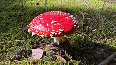 �ervená krasavice muchom�rka �ervená