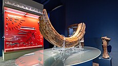 Mamutí kel na archeologické expozici Pardubicko v prav�ku (16. �íjna 2026)