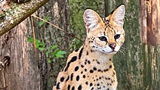 Serval, který zmizel z klece v zookoutku v Vápovicích na Jihlavsku.