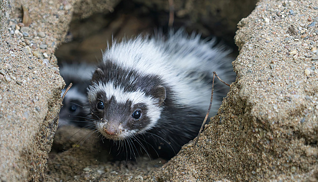 Olomoucká zoo láká na nová mláďata afrických šelem, které se brání smrdutým útokem
