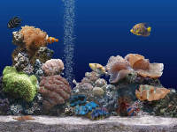 Marine Aquarium 2.0 - vt obrzek z programu