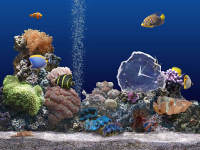Marine Aquarium Time 1.1 - vt obrzek z programu