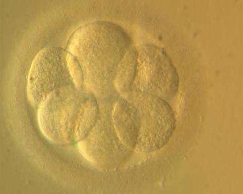 Vědci vytvořili umělé embryo